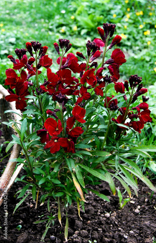 flowers erysimum capitatum red end yellow