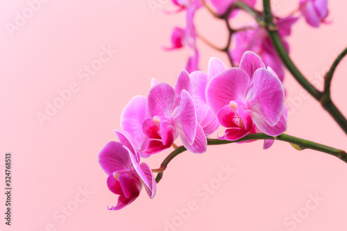 Pink orchid close up view on pastel pink background. - Image