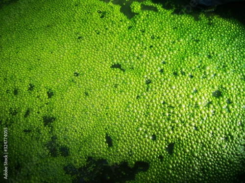 Biotop grüne Algen Bläschen