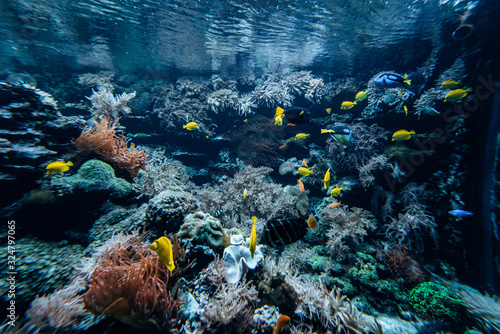 Colorful underwater offshore rocky reef with coral and sponges and small tropical fish swimming by in a blue ocean