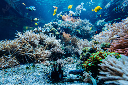 Colorful underwater offshore rocky reef with coral and sponges and small tropical fish swimming by in a blue ocean