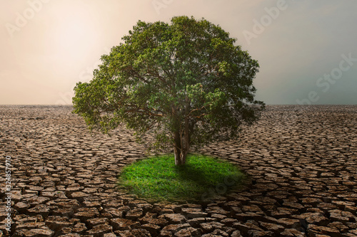tree with green grass growing on climate change drought land