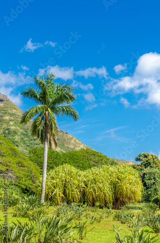 Tropical Mountains in Hawaii, USA. Tropical adventure vacation background.