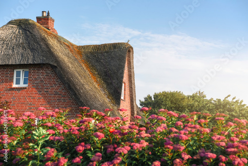 Thatched roof of a Scandinavian house with roses on Sylt island