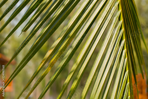 Close-up of the coconut leaves in the sun sending down into beautiful light and shadows.