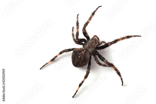 Orb-weaver spider isolated on white (Araneus ventricosus)