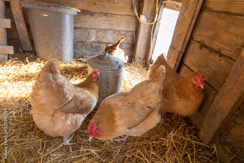 Flock of Chickens in Coop near Water Can