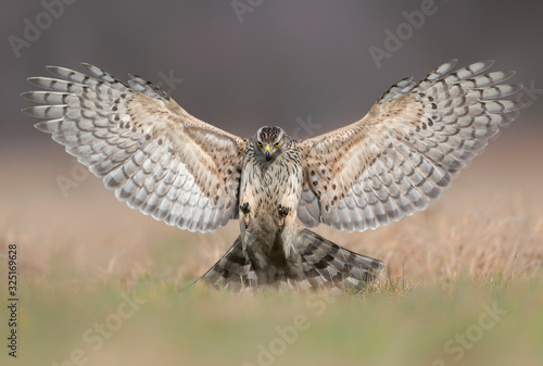 Northern goshawk (Accipiter gentilis) attacking