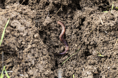 useful worms for the soil, worms in the soil, worms in the soil in spring,