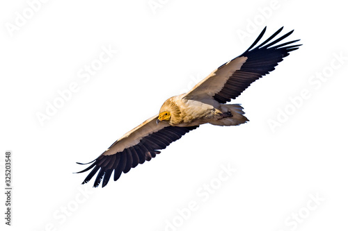 Egyptian vulture on white background
