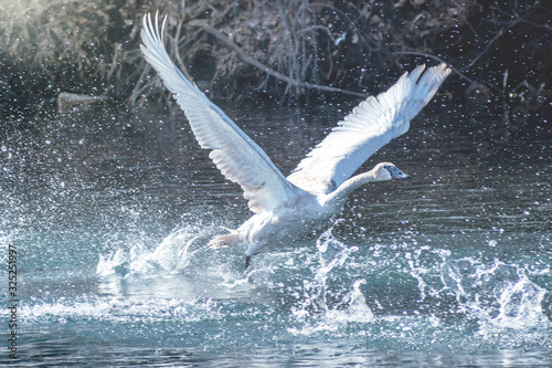 A trumpeter swan is flying over water