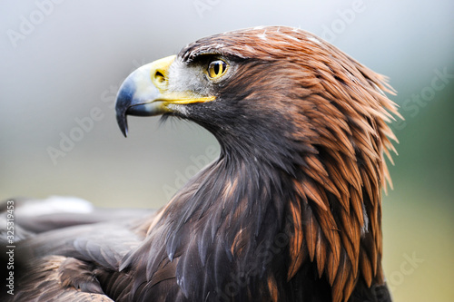 Eagle. Golden eagle head detail. Aquila chrysaetos