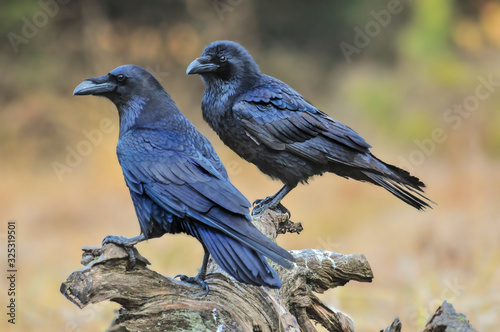 Common raven on old stump. Corvus corax