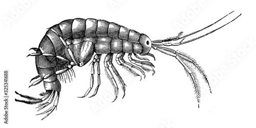 Gammarus pulex (beach flea) / Engraved antique illustration from Brockhaus Konversations-Lexikon 1908