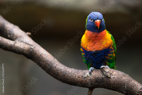 Lori rainbow bird portrait