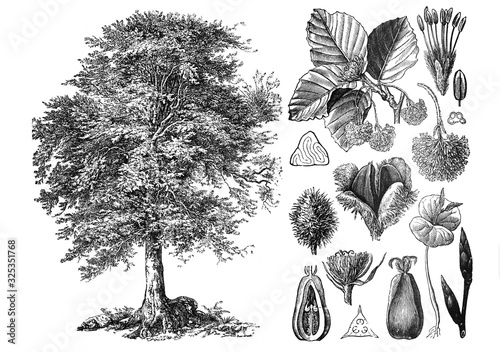 Common beeach (Fagus sylvatica) Engraved antique illustration from Brockhaus Konversations-Lexikon 1908