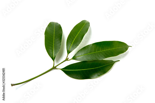 maprang leaf on a white background