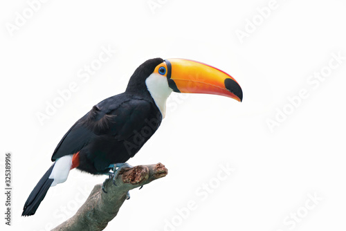 Beautiful toucan isolated on a white background.