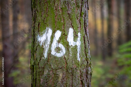 Numer namalowany na drzewie w lesie