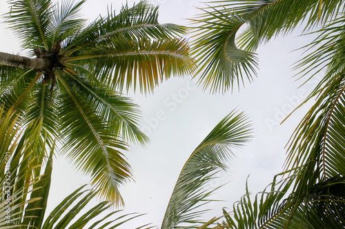 Palm and coconut tree seen from below