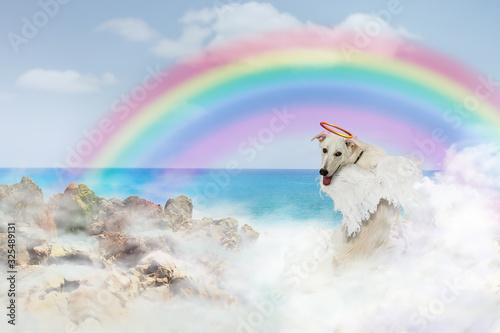 Angel Dog Over Rainbow Bridge