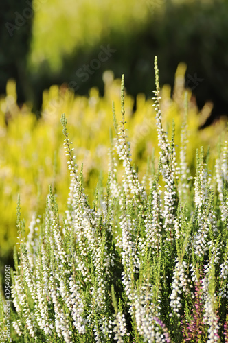 Calluna vulgaris (known as common heather, ling, or simply heather) is the sole species in the genus Calluna in the flowering plant family Ericaceae. White flowers on a yellow and green background