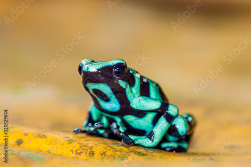 Green-and-Black Poison Dart Frog Dendrobates auratus