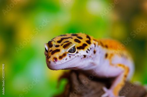 Leopard gecko lizard, close up macro. Cute Leopard gecko portrait (Eublepharis macularius).