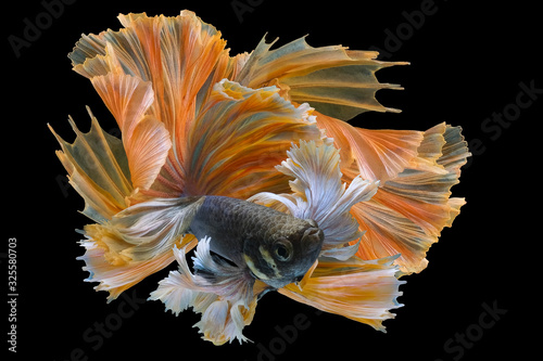 Beautiful movement of Yellow betta fish tail, Siamese fighting fish, Betta splendens isolated on black background.