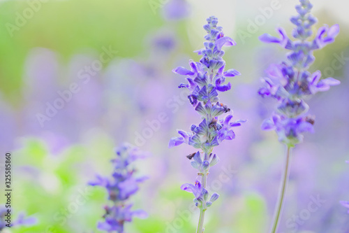 lavender flower beautiful in nature