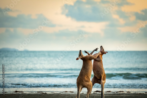 Wallabies on the beach/grass in Cape Hillsborough Queensland Australia