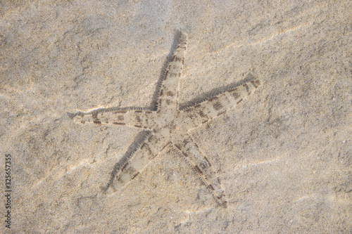 Starfish under water surface. Sea star on sand. Marine life. Wildlife in Philippines, Palawan. Starfish close up. Tropical nature.