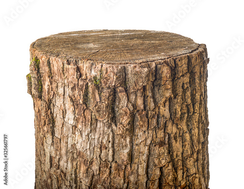 Old stump isolated