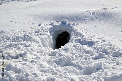 Entrance to the fox hole in snow. Russia