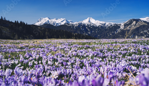 Spring nature in Slovenia, Europe.