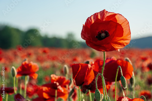 open bud of red poppy flower in the field. wonderful sunny afternoon weather of mountainous countryside. blurred background