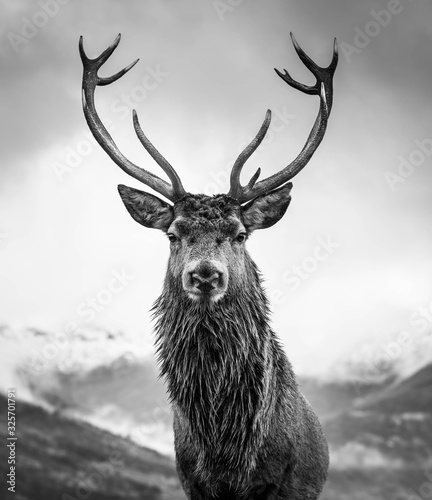 Monarch of the Glen