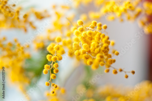 Disfocused mimosa flowers with bokeh light. 8th March Concept