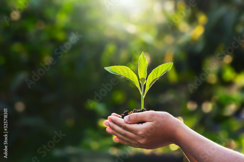 hand children holding young plant with sunlight on green nature background. concept eco earth day