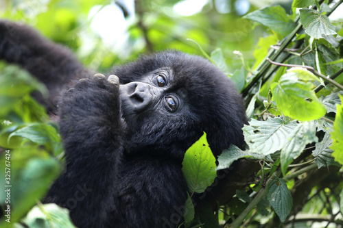 Young mountain gorilla in a tree