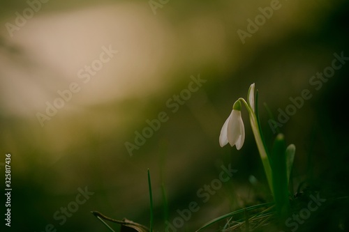 Single isolated snowdrop, early spring flower.