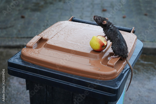 Eine wilde Wanderratte, Rattus norvegicus, sitzt auf einer Mülltonne im Regen