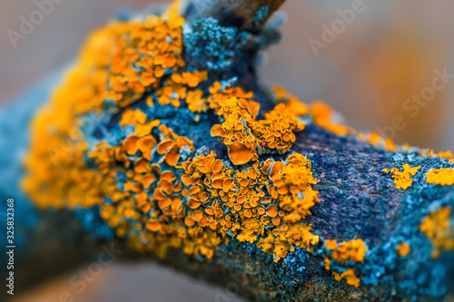 Yellow lichen on dry tree branch in autumn forest with blurred background. Macro closeup image