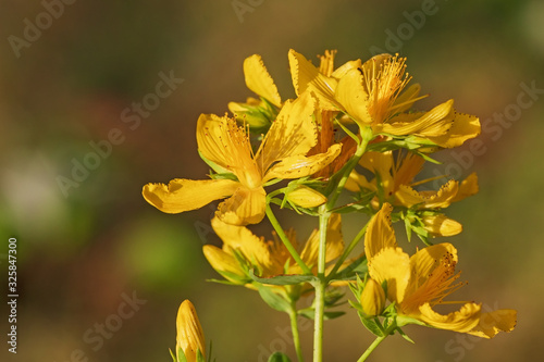 Blüten des Echten Johanniskrauts, Hypericum perforatum, St John's wort.