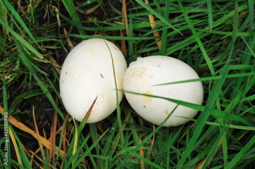 two goose eggs in the grass