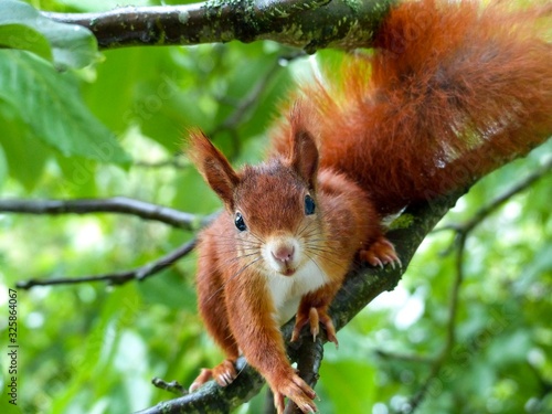 Eichhörnchen auf der suche nach nüssen