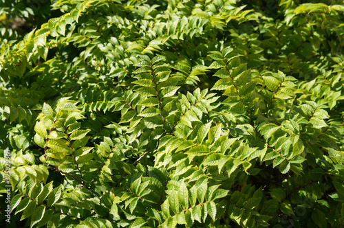 Ulmus pumila or siberian elm tree green foliage