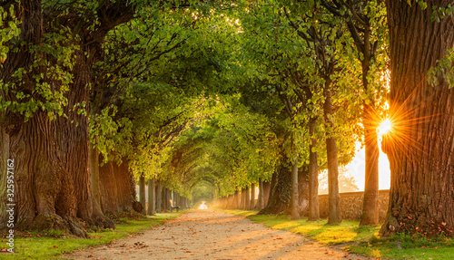The Sun is shining through tunnel-like Avenue of Linden Trees, Tree Lined Footpath through Park at Sunrise