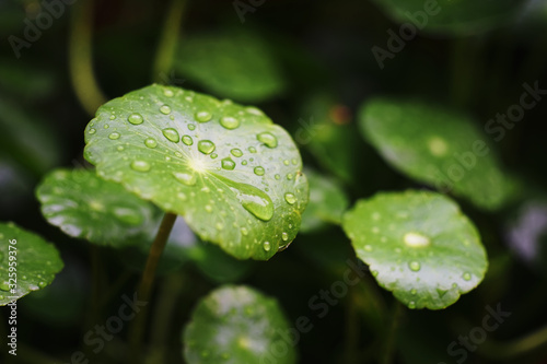 Water drop on Centella Asiatica , Pegagan, Indian pennywort or Gotu kola or Asiatic pennywort.This coin-like plant, The leaves can be eaten raw or cooked.