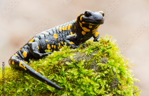 Fire salamander resting in a forest